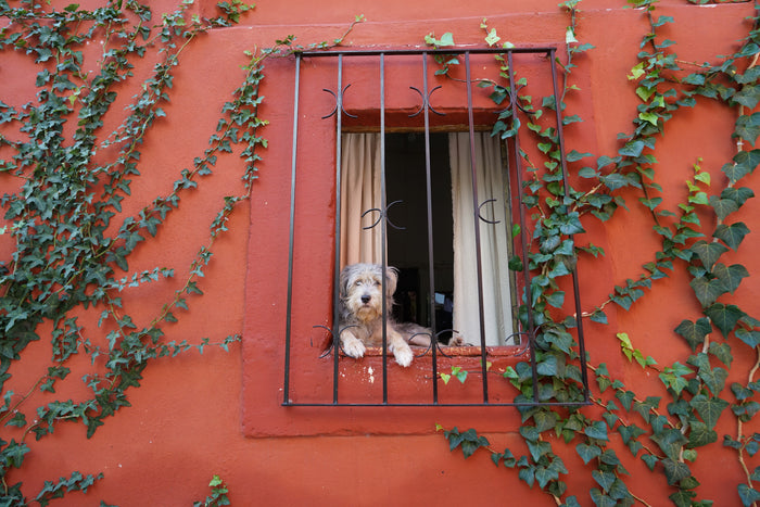 Watching The World Go By (San Miguel de Allende, Mexico, 2019)